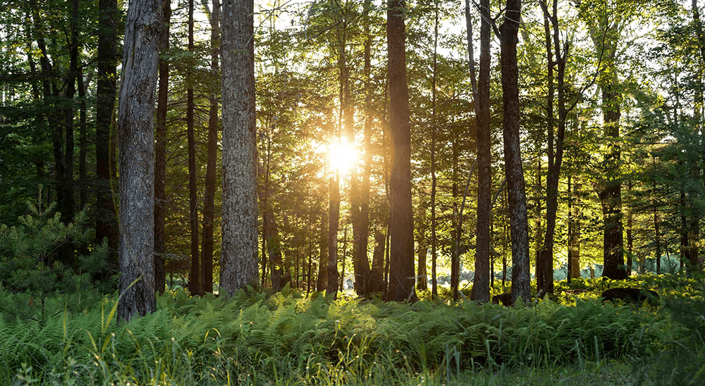 Sunlight filters through trees in a lush forest.
