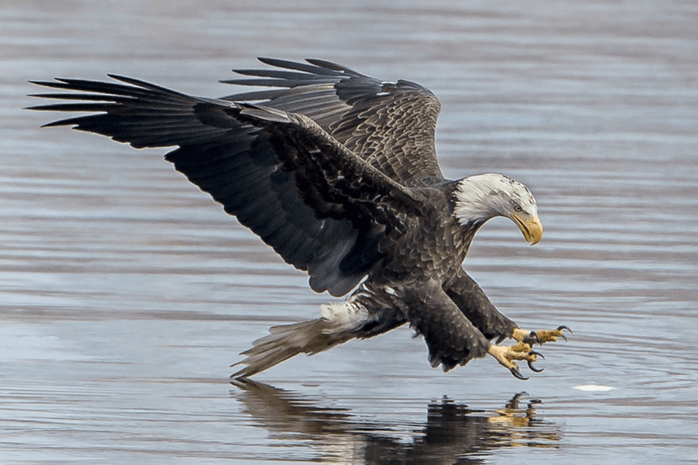 A bald eagle skims the surface of the water with its wings spread, ready to catch a fish.