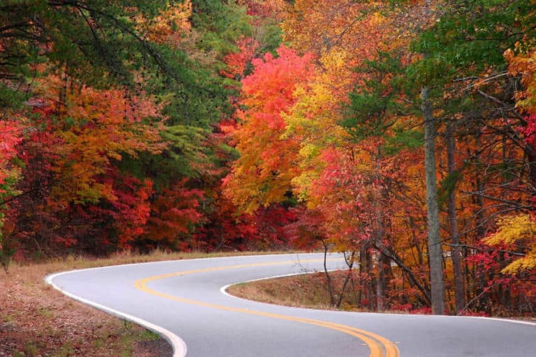 A winding road through vibrant autumn foliage.