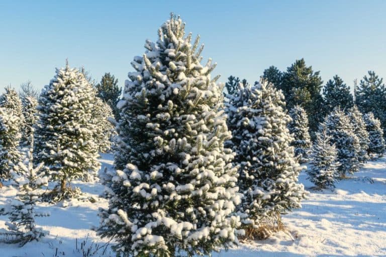 Snow-covered evergreen trees in a winter landscape.
