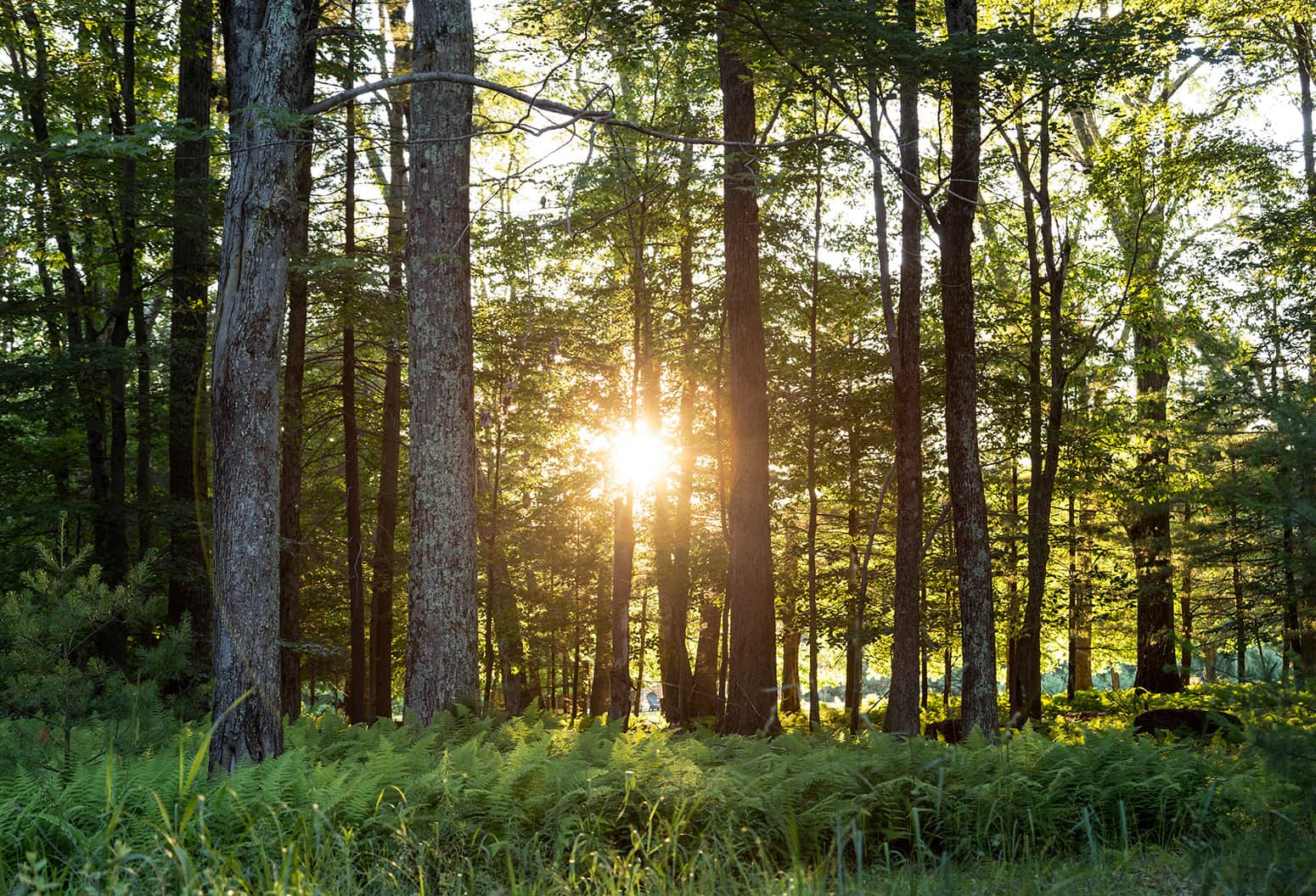 Trees and greenery around Lake Joseph