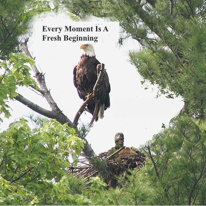 Eagle 2