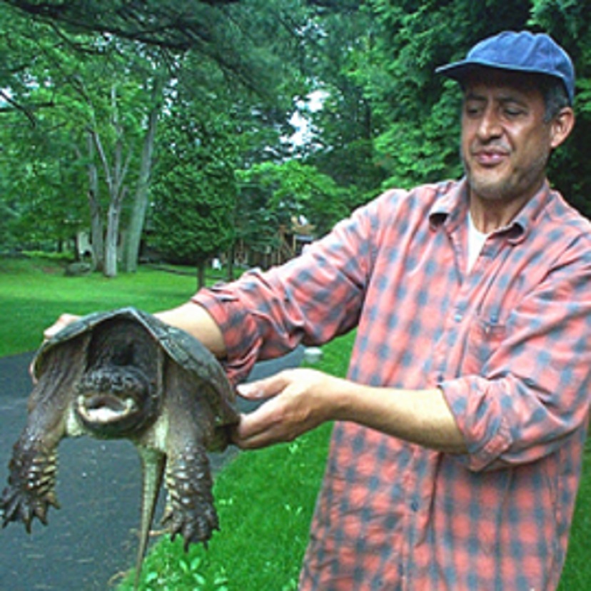 Turtle New 828